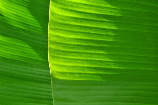 Background and texture of fresh green banana leaves