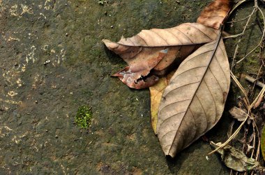 Yere düşen kuru yaprakların arkaplan dokusu sol kopya alanı