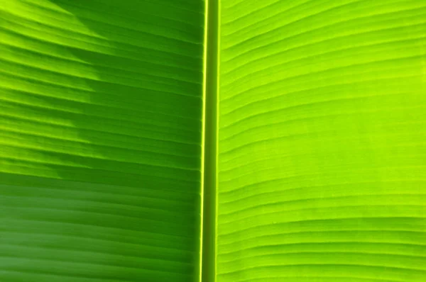 Light green banana tree leaf background texture sun backlight