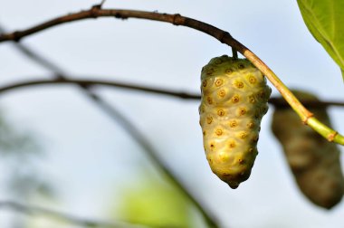 Morinda citrifolia ya da non-i fruit, rubiaceae familyasından seçici bir meyve ağacı.