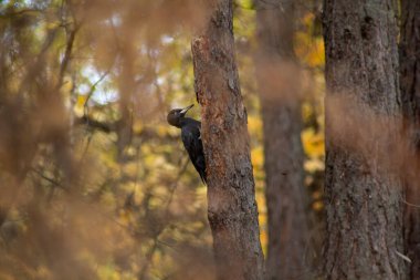 Ağaçkakanın biri ağaç gövdesinde oturuyor. Bir ağaçkakan Ural ormanının çalılıklarında bir çam ağacının üzerinde oturur..