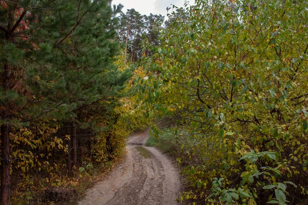Podzimní Borový Les Žlutými Listy Cestičkou Lesem Procházka Podzimním Borovým — Stock fotografie