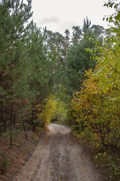 Autumn Pine Forest Yellow Leaves Path Forest Walk Autumn Pine — Stock Photo, Image