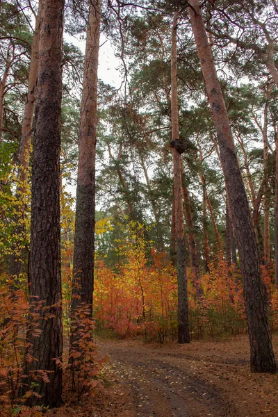 Autumn Pine Forest Yellow Leaves Path Forest Walk Autumn Pine — Stock Photo, Image