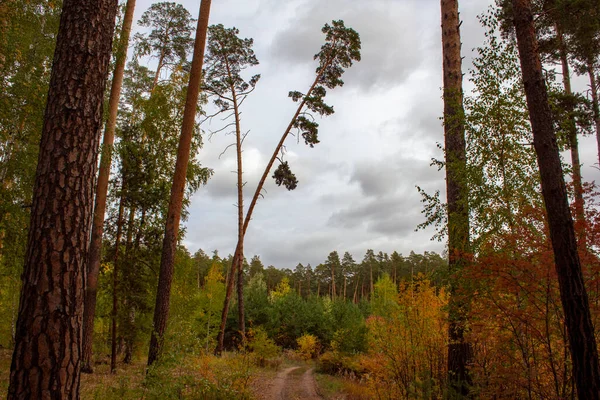 Jesienny Las Sosnowy Żółtymi Liśćmi Ścieżką Przez Las Spacer Lesie — Zdjęcie stockowe