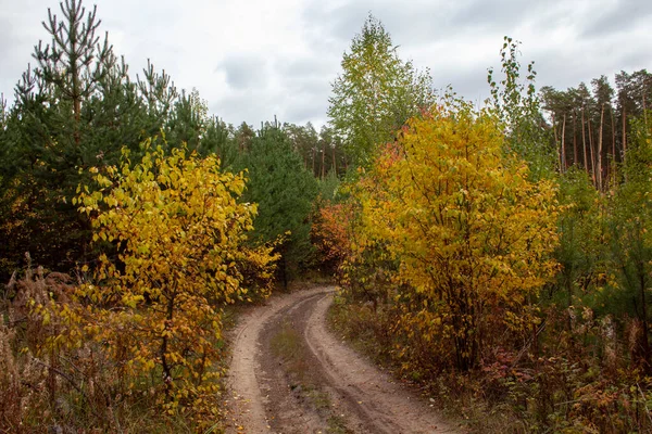 Herbstlicher Kiefernwald Mit Gelben Blättern Und Einem Pfad Durch Den — Stockfoto