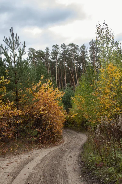 Autumn Pine Forest Yellow Leaves Path Forest Walk Autumn Pine — Stock Photo, Image