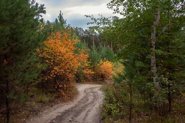 Autumn Pine Forest Yellow Leaves Path Forest Walk Autumn Pine — Stock Photo, Image