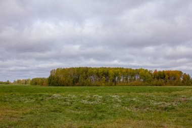 Urallar 'da sonbahar tarlaları. Rusya 'da güneşli bir sonbahar gününde tarlalar. Kendi samanım.