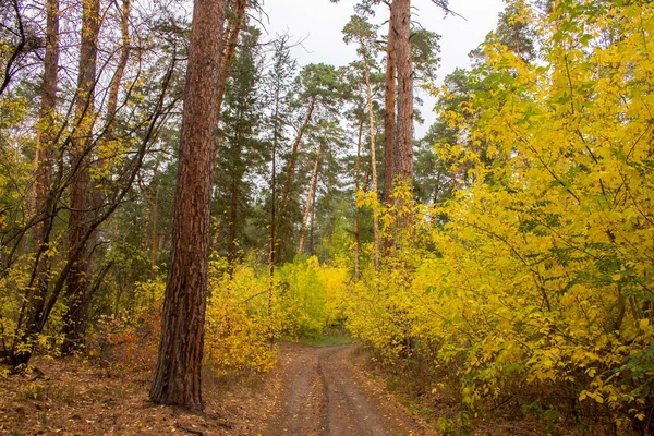 Camino Través Del Bosque Pinos Otoño Región Kurgan Camino Bosque — Foto de Stock