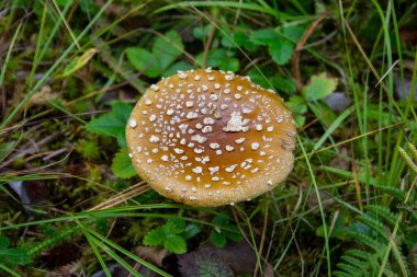 Zehirli mantar Amanita pantherina. Ormandaki zehirli mantar Amanita Pantherina. Ölümcül zehirlenmeye neden olur.