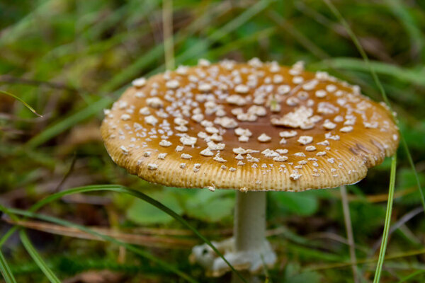 Poisonous mushroom Amanita pantherina. Poisonous mushroom Amanita pantherina in the forest. Causes fatal poisoning.