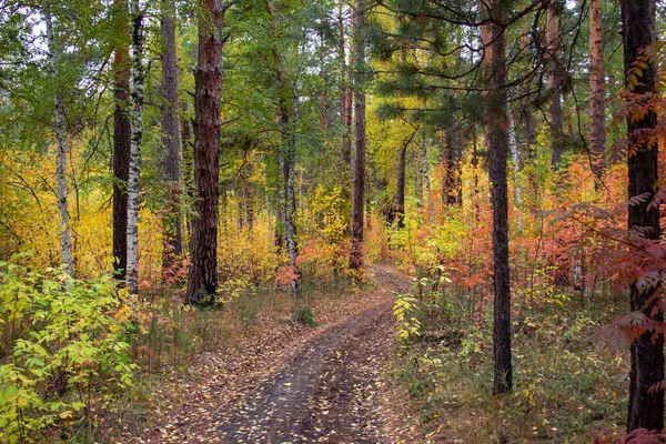 Wonderful Autumn Road Forest Dirt Road Meanders Trees Autumn Pine — Stock Photo, Image