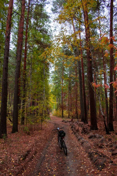 Cycling Autumn Forest Wonderful Autumn Road Forest Dirt Road Meanders — Stock Photo, Image