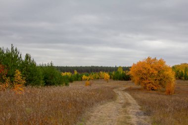 Rusya 'daki' Ayı Tepesi 'nin manzarası.' Ayı Tepesi 'denen bir yer var. Rusya, Kurgan bölgesi, Shadrinsky bölgesi