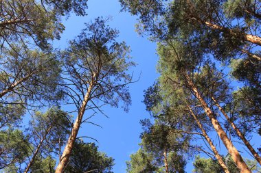 Ormanda harika bir sonbahar yolu. Urallar 'daki bir sonbahar çam ormanında ağaçlar arasında yol alan bir toprak yol.