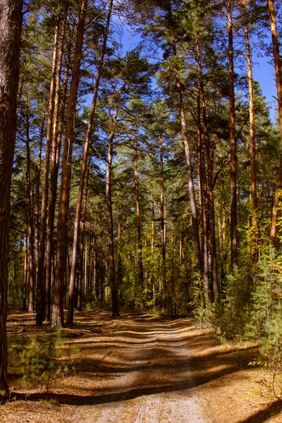 Υπέροχος Φθινοπωρινός Δρόμος Στο Δάσος Ένας Χωματόδρομος Περιπλανιέται Ανάμεσα Στα — Φωτογραφία Αρχείου