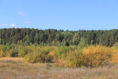 Sonbahar ekili tarla. Urallar 'da sonbahar manzarası. Shadrinsk şehri bölgesi. Kurgan bölgesi, Rusya