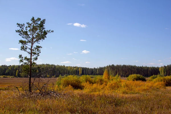 Campo Cubierto Otoño Paisaje Otoñal Los Urales Distrito Shadrinsk Región —  Fotos de Stock