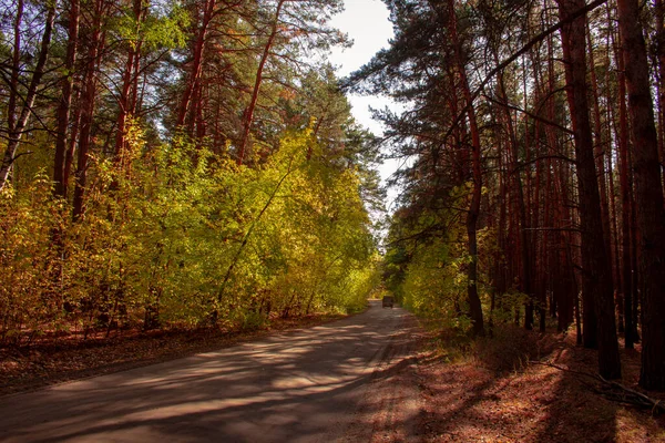 Autumn road to Mylnikovo. The road to the village of Mylnikovo in the Shadrinsky district of the Kurgan region of Russia.