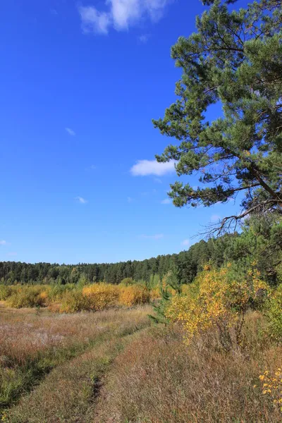 Herbstbewachsenes Feld Herbstlandschaft Ural Stadtbezirk Schadinsk Region Kurgan Russland — Stockfoto