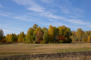 Urallar ve Sibirya 'da sonbahar manzaraları. Kurgan bölgesinde sonbaharda tarlalar ve ağaçlar