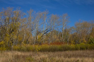 Urallar ve Sibirya 'da sonbahar manzaraları. Kurgan bölgesinde sonbaharda tarlalar ve ağaçlar