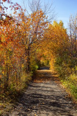 Rusya 'da Urallar' da sonbahar yolları. Rusya 'da sonbaharın başlarında sonbahar çalılıklarından geçen yol.