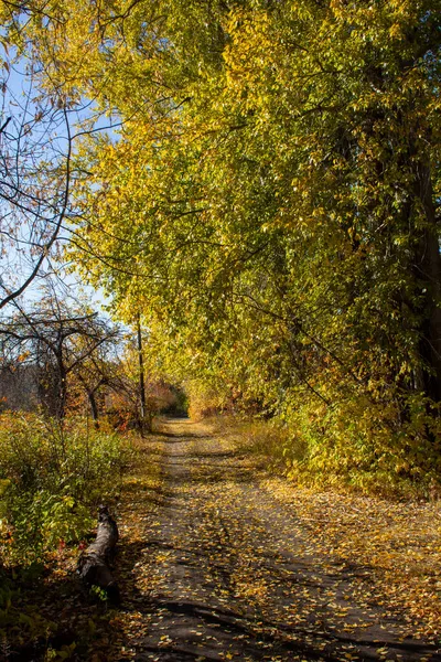 Autumn Roads Urals Russia Road Autumn Thickets Early Autumn Russia — Stock Photo, Image