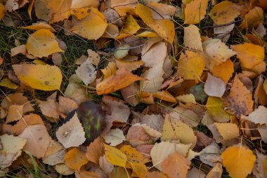 Çimlerin üzerinde sarı yapraklar. Şehirde sonbahar - yapraklar çimlerin üzerine serilir..