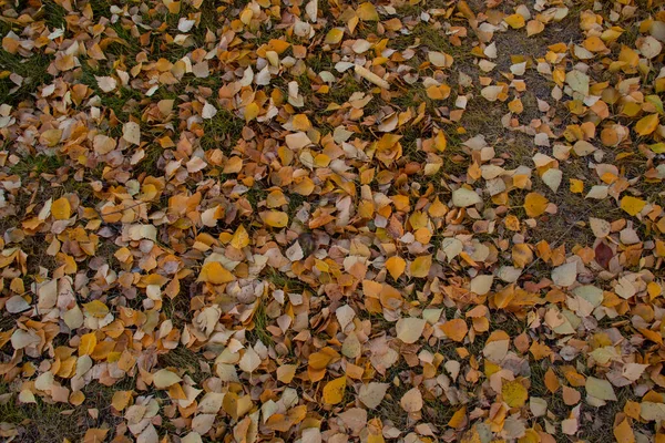 Gelbes Laub Auf Dem Rasen Herbst Der Stadt Brachliegendes Laub — Stockfoto