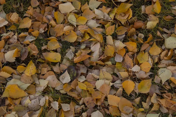 Yellow Foliage Lawn Grass Autumn City Fallow Leaves Carpeted Lawns — Stock Photo, Image