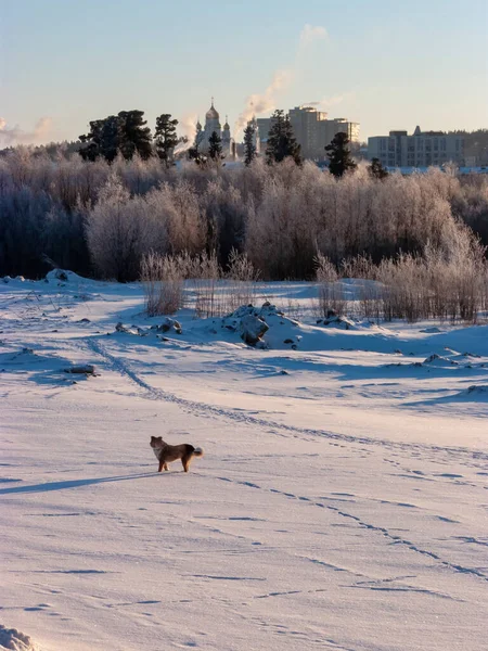 Północny Bezdomny Pies Zbłąkany Pies Średniej Wielkości Kundel Śniegu Poza — Zdjęcie stockowe