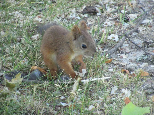 Kleines Eichhörnchen Steht Auf Einer Vogelfeder Auf Dem Boden — Stockfoto