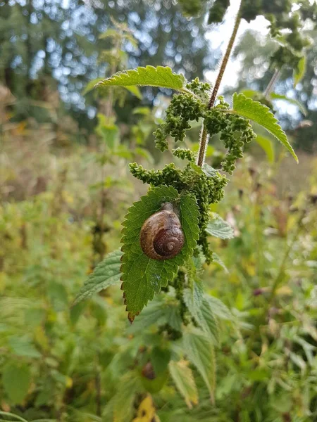 Snail Hanging Leaf Green Background — Photo