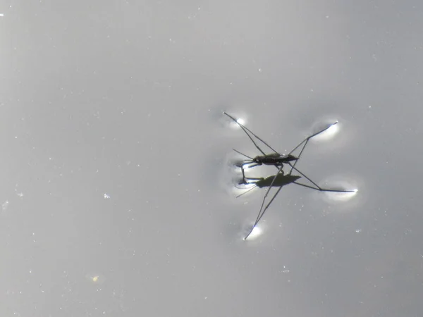 Suyun üstünde duran bir böcek..