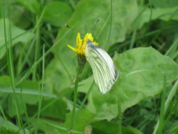 黄花上的绿色蝴蝶 背景上有绿叶 — 图库照片