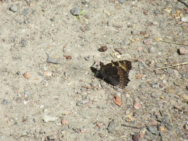 Brown Butterfly Ground Sand Rocks — Stock fotografie