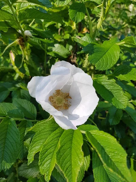 White Dog Rose Flower Bright Sunlight Green Leaves — стоковое фото