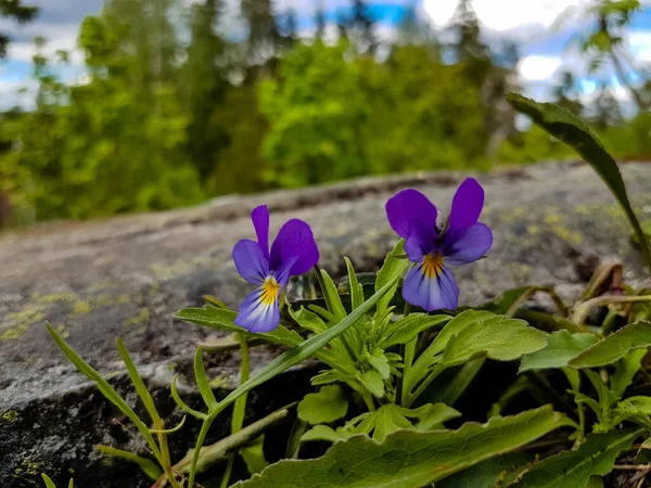 Two Purple Wild Pansy Flowers Front Rock — ストック写真