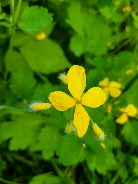 Жовта Велика Квітка Чистотілу Крупним Планом Зеленим Листям Фоні — стокове фото