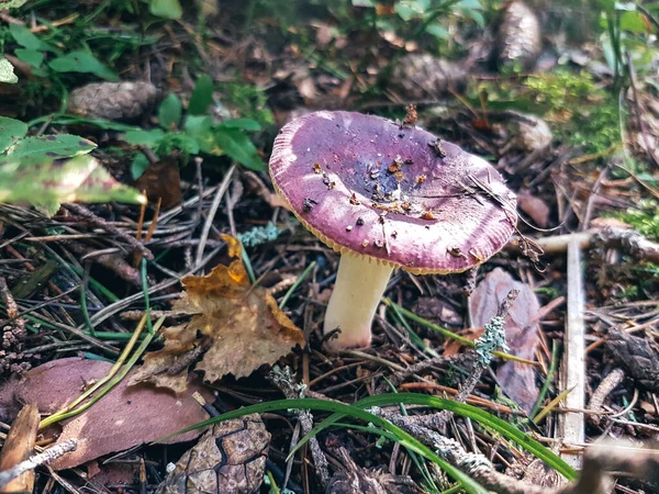 Cogumelo Roxo Chão Uma Floresta Com Folhas Caídas Pinhas — Fotografia de Stock