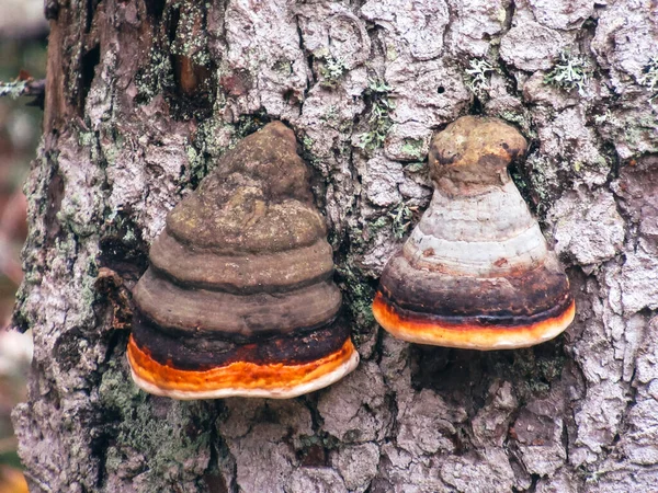 Fungus Pine Trunk Autumn — Φωτογραφία Αρχείου