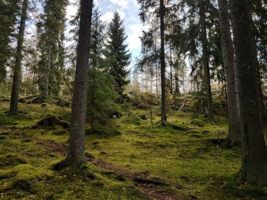 Yosun kaplı zemin ve bir ormanda yokuş yukarı bir yol..