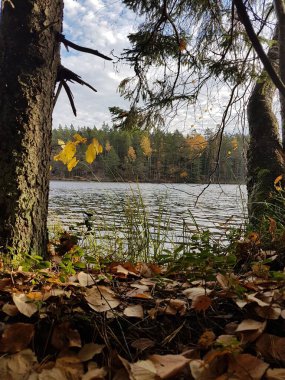 Sonbahar yaprakları yere saçılmış ağaçların arasındaki göle alçak açılı bir bakış..