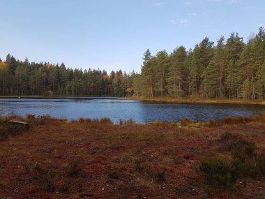 Göl, ağaçlar ve sonbaharda güzel kırmızı renkli bataklık..