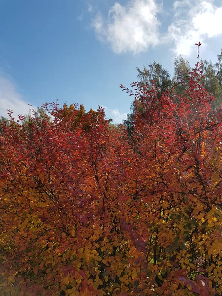 Prachtige Struik Bladeren Oranje Rode Herfstkleuren — Stockfoto