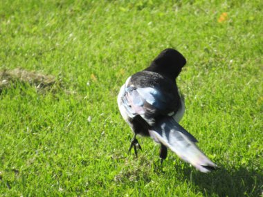 Saksağan arkadan vurularak çimenlerde mutlu mesut yürüyor.