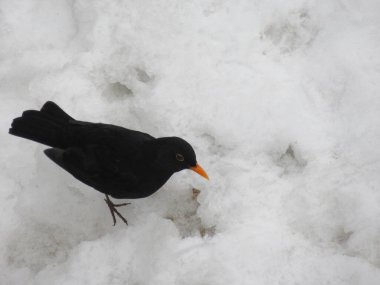 Karatavuk karda duruyor.