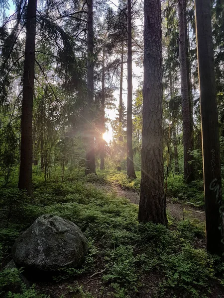 Yeşil ormandaki ağaçların arasından parlayan güneş..